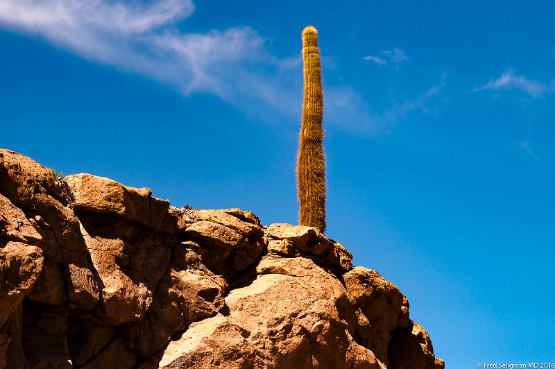 20160331_115140 D4S.jpg - Guatin, also known as the Valley of the Cactus, is where the rivers Purifica and Puritana meet near San Pedro de Atacama and thus allow for large cactuses to grow up to eight meters high